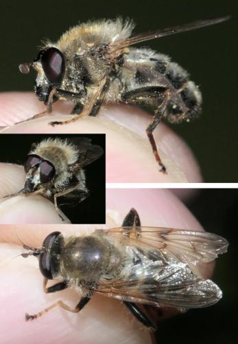 Réf. 257 645 : Criorhina asilica
